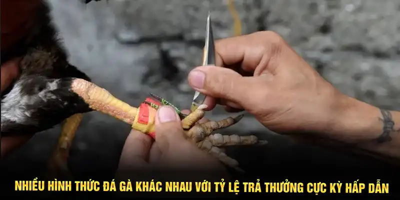 Nhiều hình thức đá gà khác nhau với tỷ lệ trả thưởng cực kỳ hấp dẫn